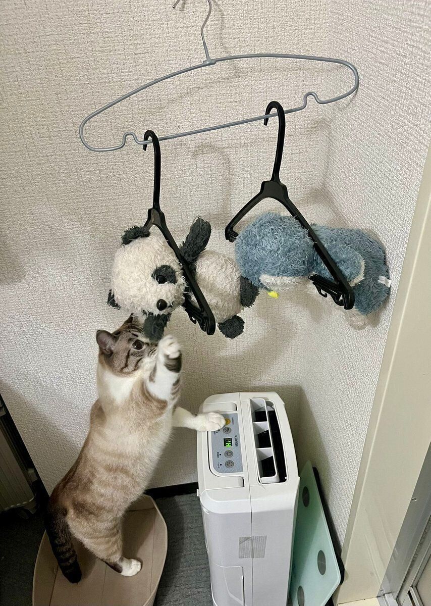 お気に入りのぬいぐるみを触ろうとするちくわくん