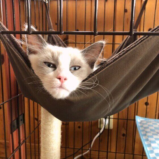 ラグドールのノエルちゃん