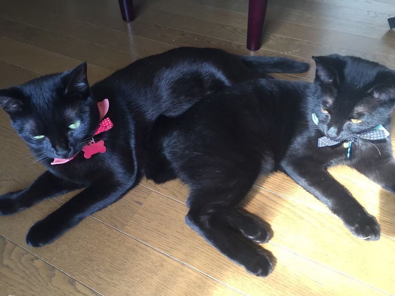 しっぽちゃんと弟猫のこんちゃん