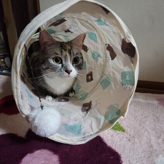 マンチカンのもねちゃん♪