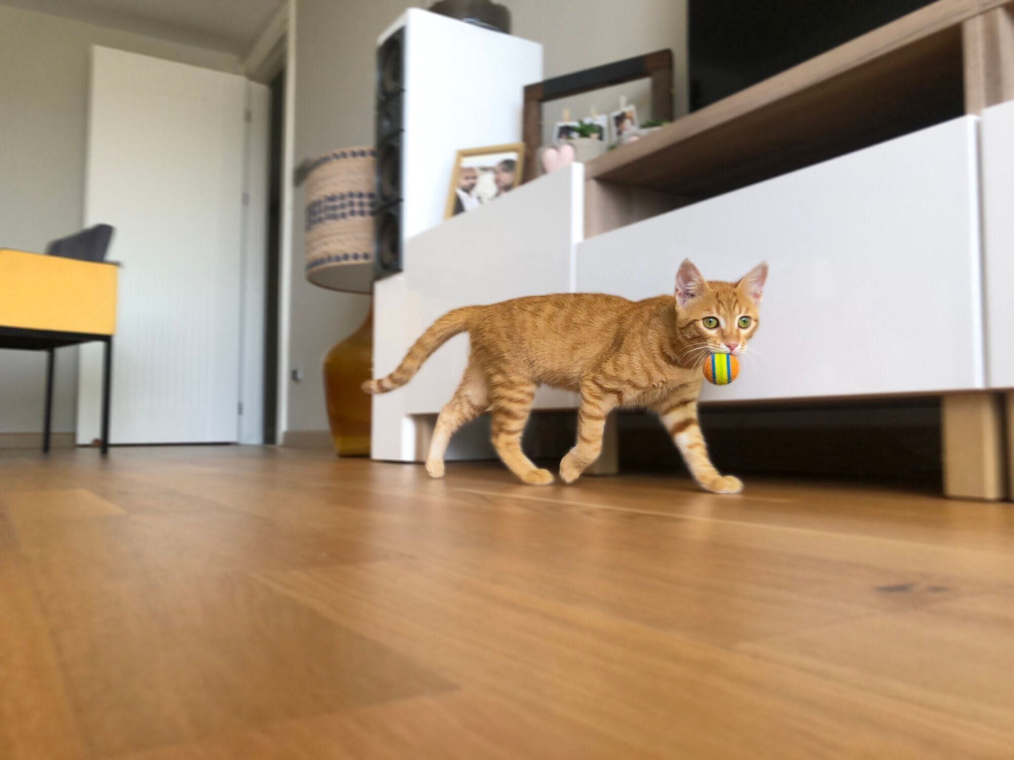 おもちゃをくわえて歩く猫