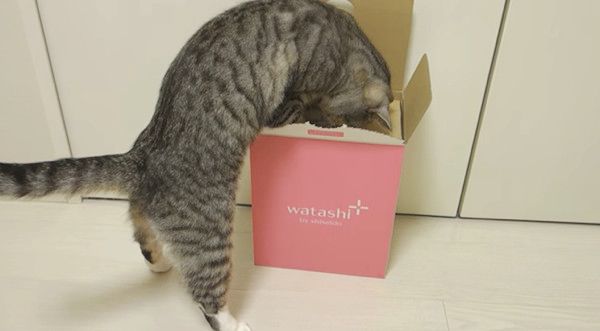 箱が気になる猫