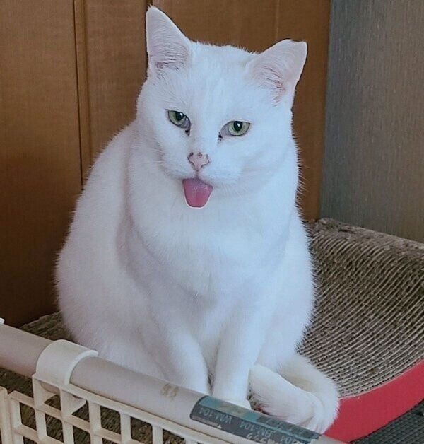 舌をしまい忘れたおもちちゃん