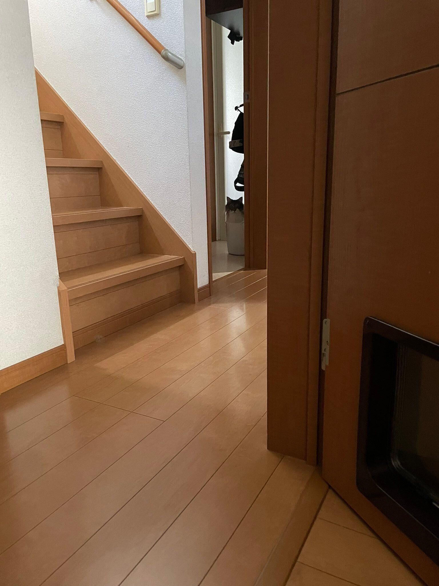 トトロに見える猫（ノルウェージャンフォレストキャット、オス）