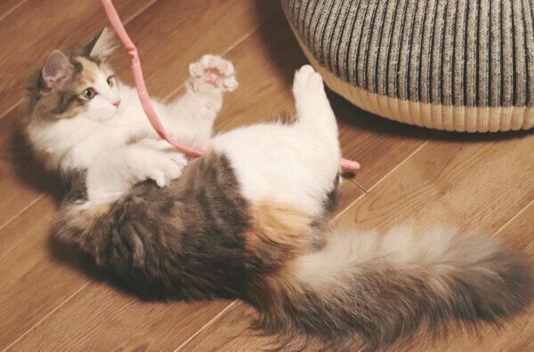 じゃれるほたてちゃん