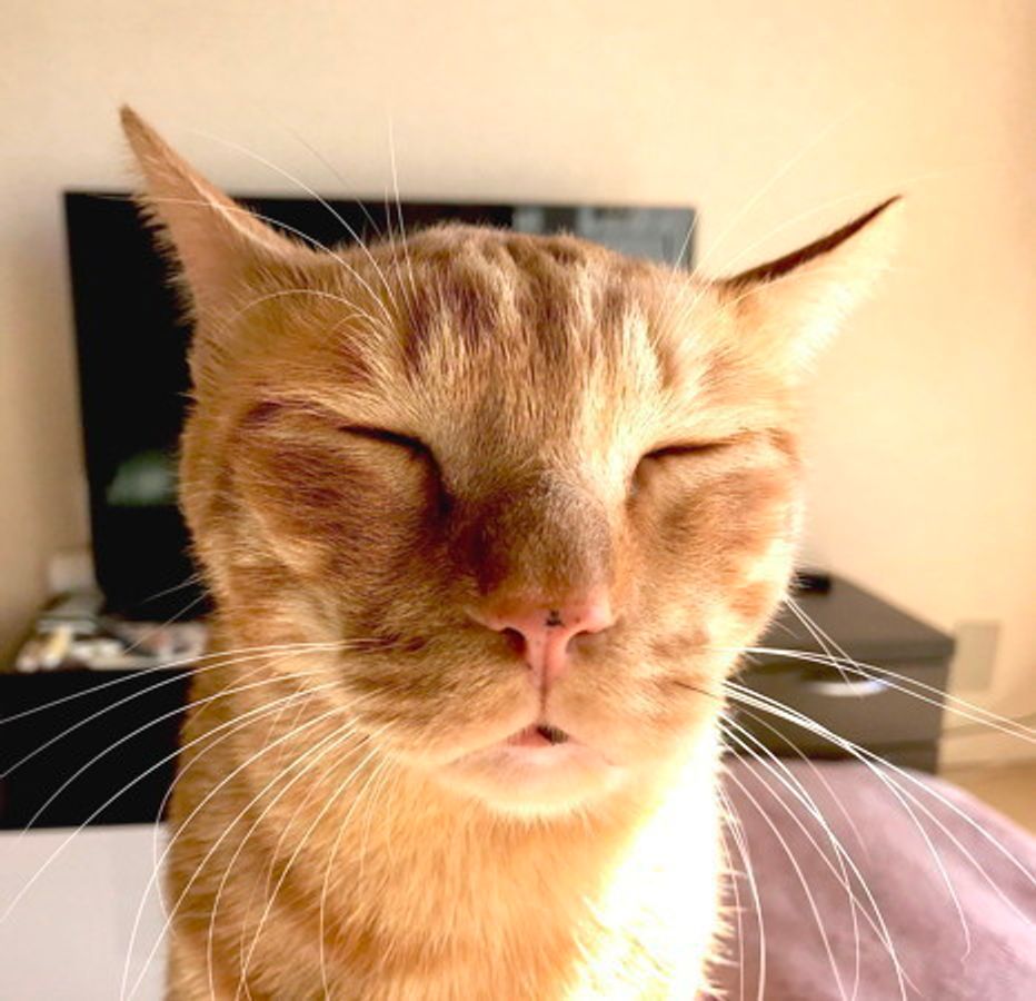 猫雑学 まるでパンケーキ 甘いニオイ がする3つの理由 ねこのきもちweb Magazine 猫雑学 まるでパンケーキ 甘いニオイ がする3つの理由 ねこのきもちweb Magazine