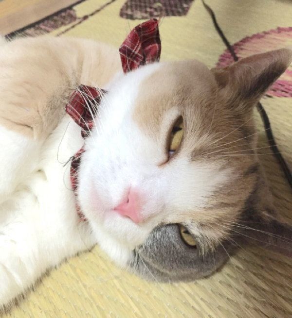 寝顔がすごいリラちゃん