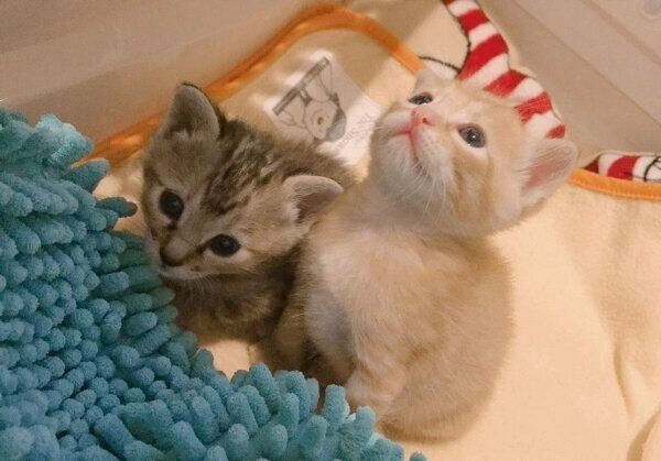 子猫時代のノイくんとノアちゃん