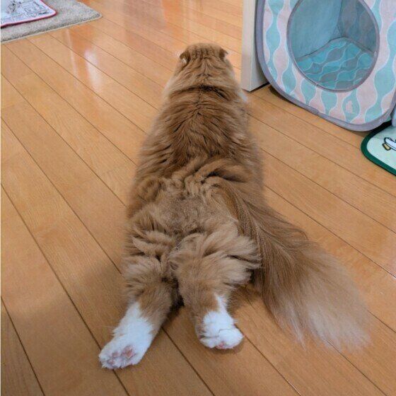 スコティッシュフォールド・ロングヘアのおしり