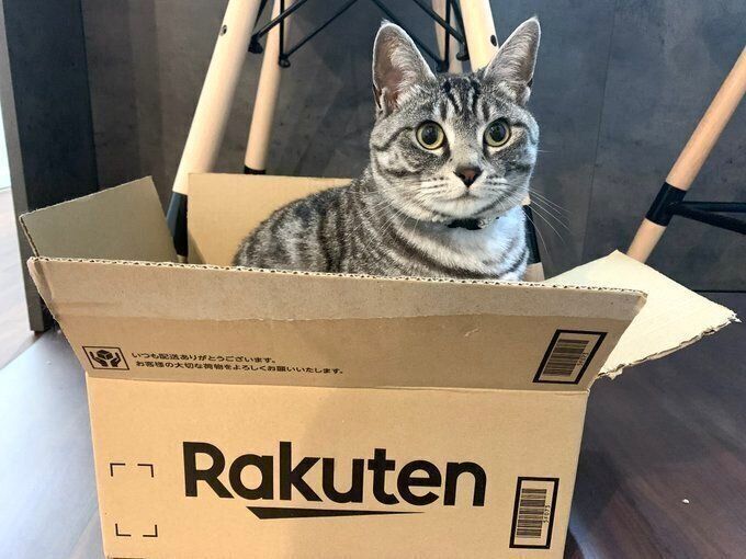 ダンボールが大好きだというらんちゃん 荷物が届いたらすぐにやって来て、ダンボールの中に入りたがるそう