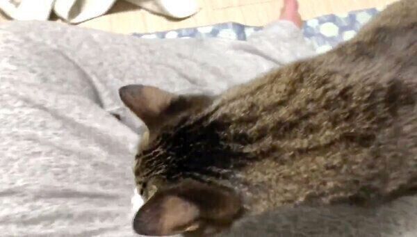 甘えるちゃむのすけくん