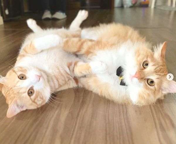 元保護猫・うりちゃんといくらちゃん