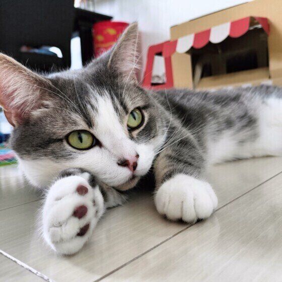 ミヌエットのゆきちくん