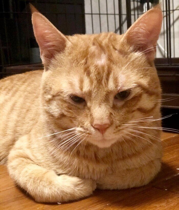 うつむくマイケルくん