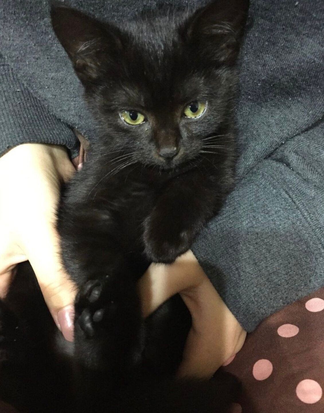 抱っこされるしっぽちゃん