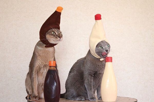 マヨネーズになる麦ちゃんとソースになるスルメさん