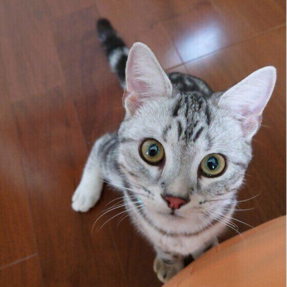 アメリカンショートヘアのジルくん