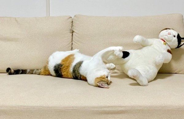 ぬいぐるみと遊ぶ三毛猫