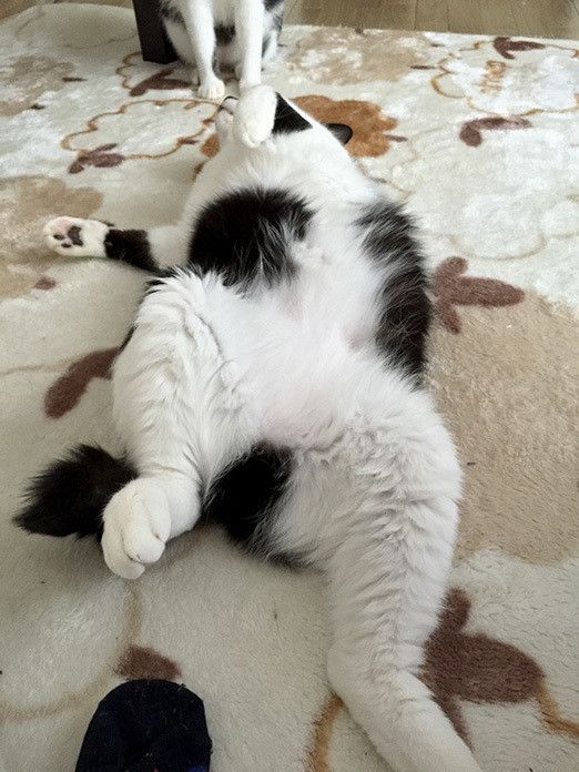 リュックのバランスボール爆破事件