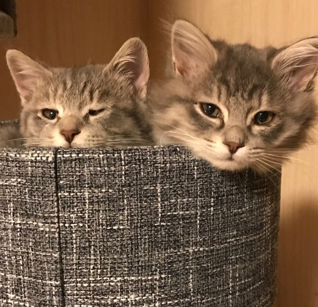 子猫時代のじじくん、ぷぷちゃん