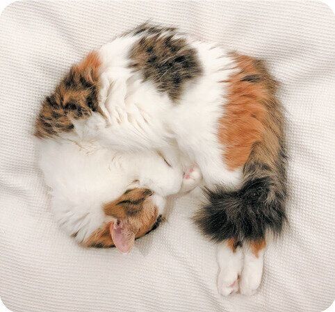 撮影／菊池亜都子先生