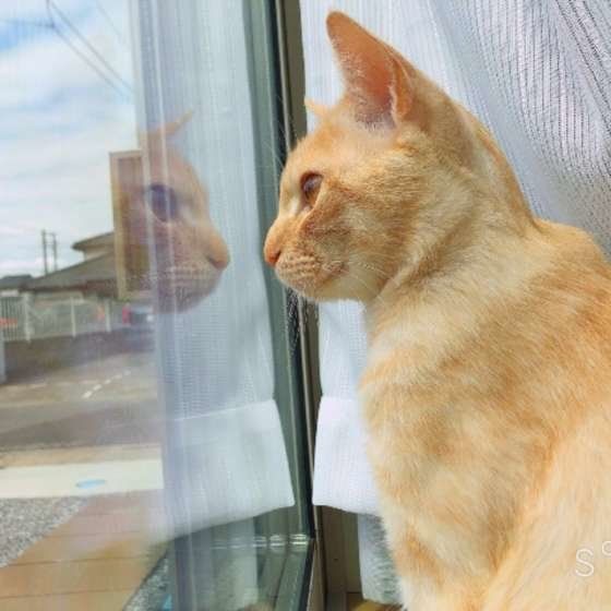 外を見つめる猫