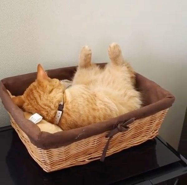 カゴに盛られるマンチカン