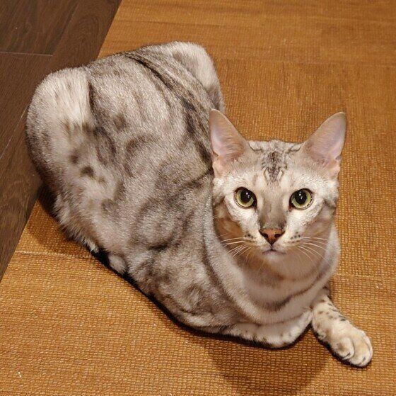 香箱座りする景虎くん（ベンガル）