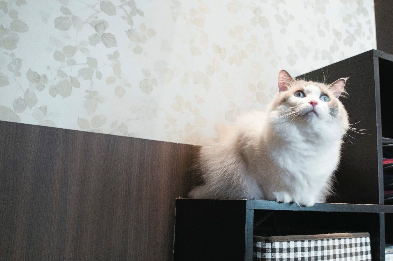 撮影／中川文作