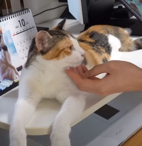 あごをなでられる猫