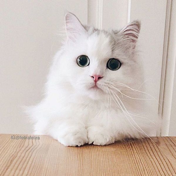 見つめるるうちゃん