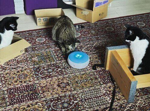 猫じゃらシッターを囲む3匹の猫