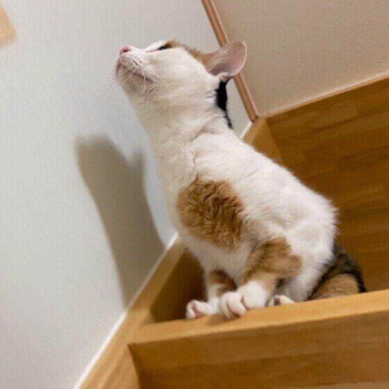 ジャンプの準備をするミケMIXのみかんちゃん