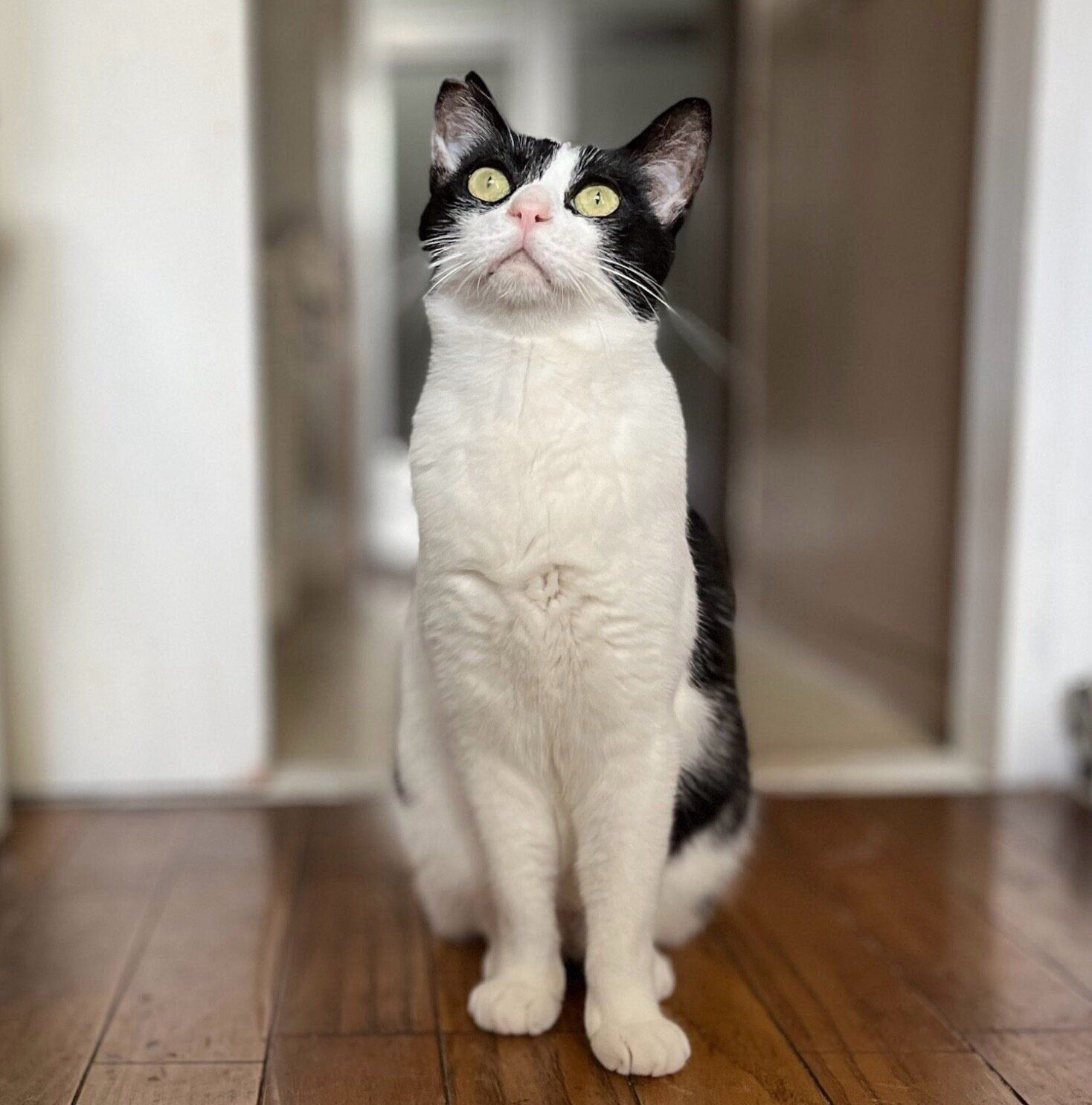 お座りするこんぶくん