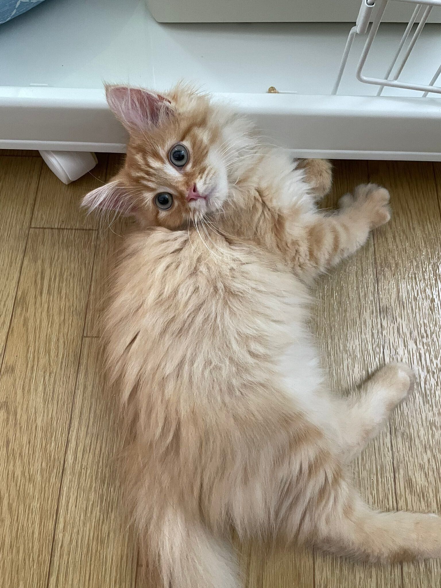 生後4カ月のミヌエットの子猫