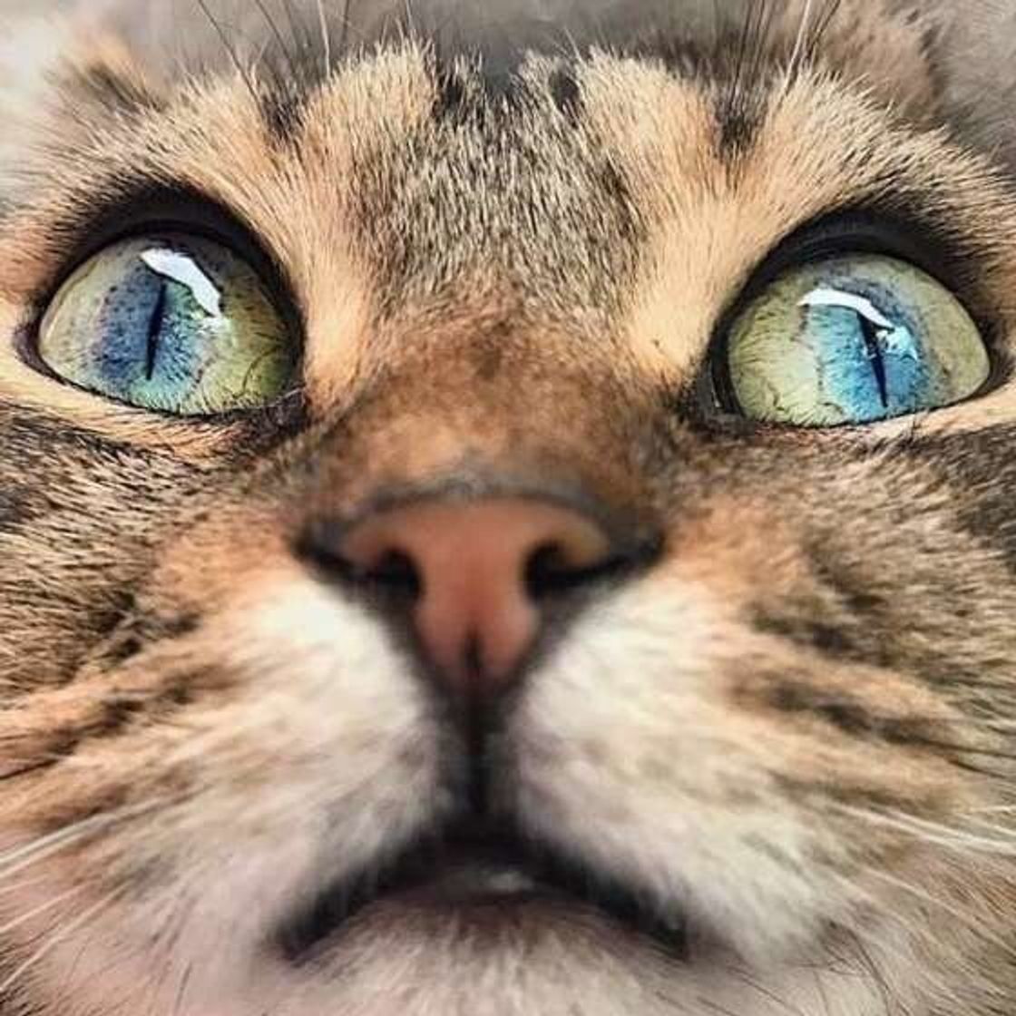 獣医師が解説 猫の涙 もしかしたら病気 原因や対処法を解説 ねこのきもちweb Magazine 獣医師が解説 猫の涙 もしかしたら病気 原因や対処法を解説 ねこのきもちweb Magazine