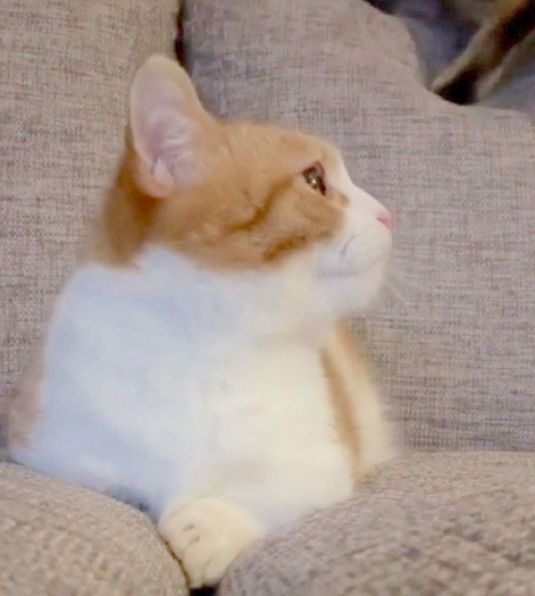 驚いて振り返る茶太くん