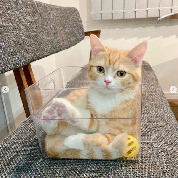 箱に入るテテくん