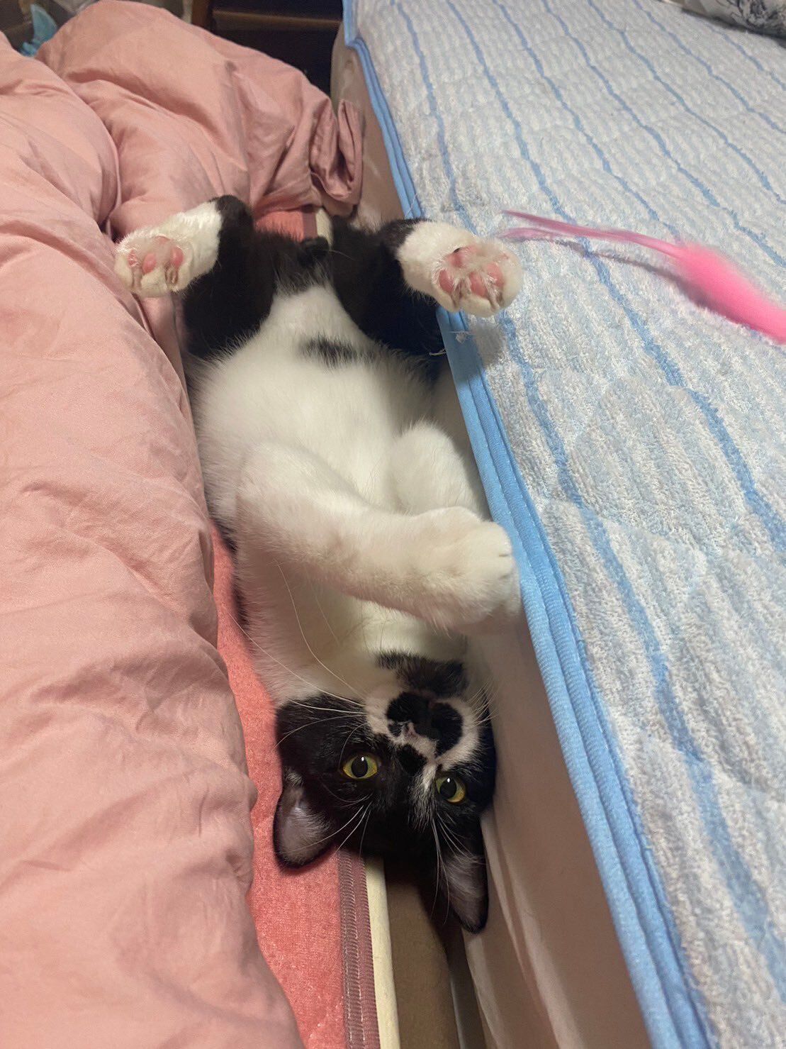 仰向けになって寝転ぶ猫