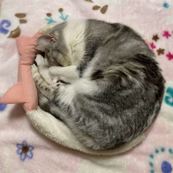 サバトラ　くーた