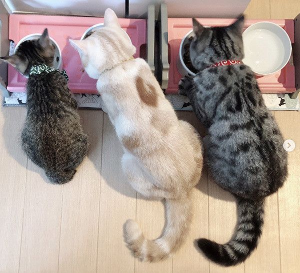 ミントちゃん、サクラちゃん、バロンちゃん