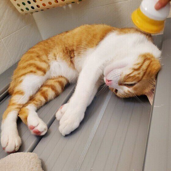 茶トラ猫のほなみちゃん