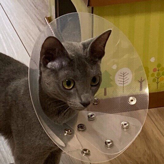 ロシアンブルーのすみれちゃん