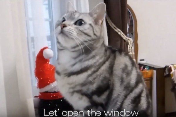 雪に興奮する猫