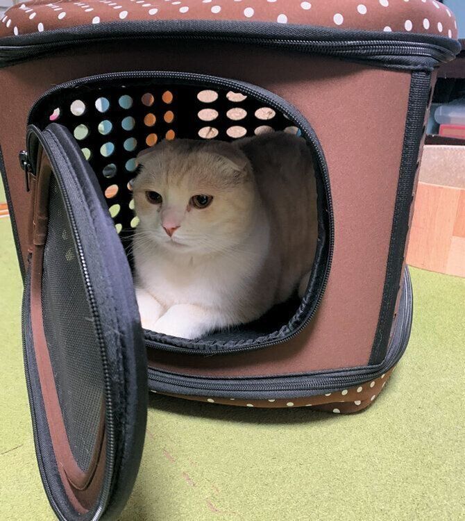 お気に入りのキャリーケースの中でくつろぐきなこくん