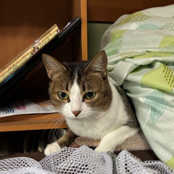 横になる猫