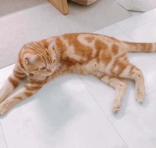 箱の中で遊ぶアメリカンショートヘア