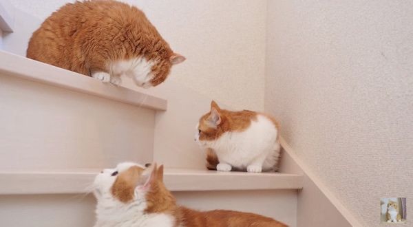 おやつが欲しい猫