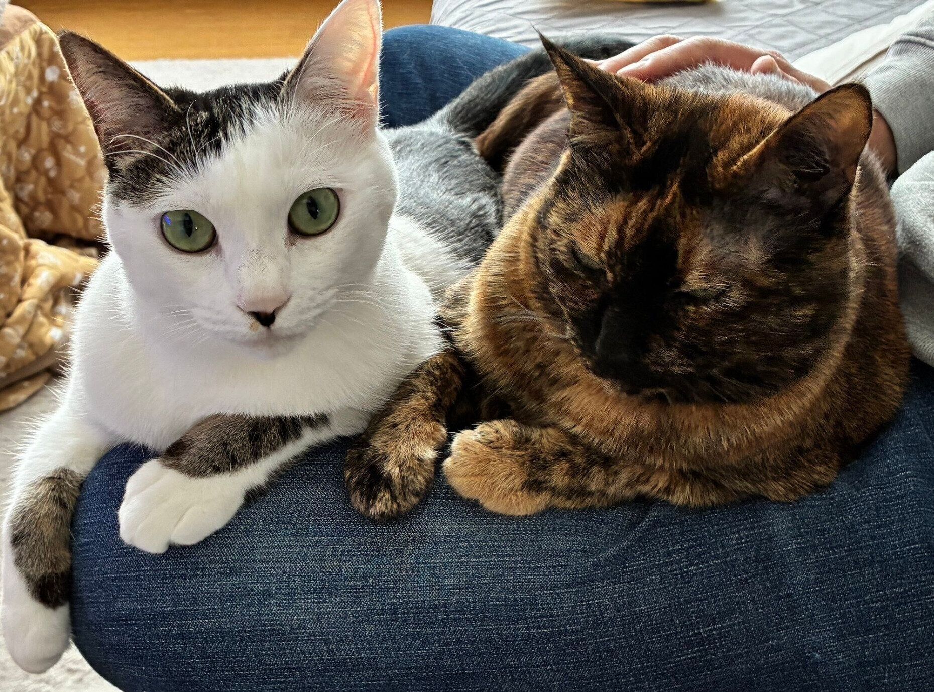 同居猫とチョコちゃん