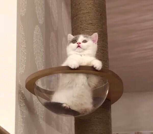 子猫時代のぱおちゃん